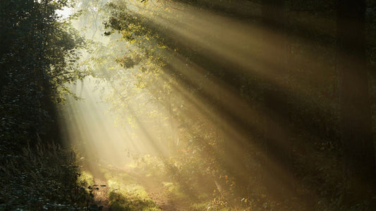 How Spending 120 Minutes in Nature Can Reset Your Workweek Mindset