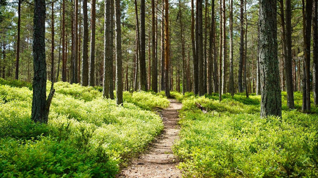 Misty forest trail through tall trees — quiet morning