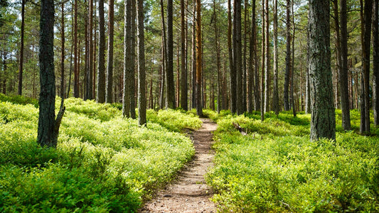Misty forest trail through tall trees — quiet morning