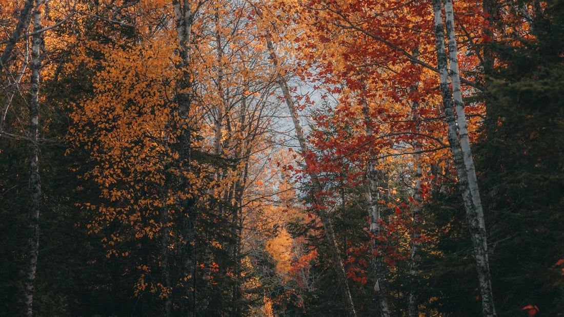 Autumn forest with red, orange, and yellow leaves, birch trunks, and a faint path