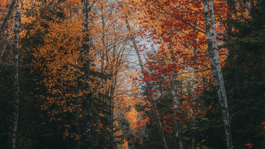 Autumn forest with red, orange, and yellow leaves, birch trunks, and a faint path