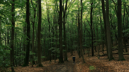 Person walking on a forest path through tall green trees with leaves on the ground